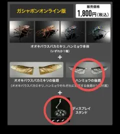 いきもの大図鑑アドバンス　ハンミョウ後翅