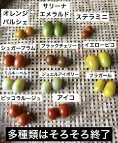 高糖度ミニトマト　固定種　交配種　自然栽培　ミニトマトのサムネイル