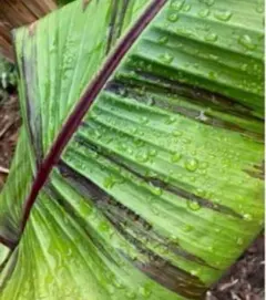 2025年最新】レッドタイガーバナナ苗の人気アイテム - メルカリ