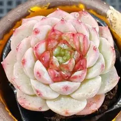 ☆沙羅姫牡丹2頭株⑤☆抜き苗☆エケベリア☆多肉☆多肉植物☆寄せ植え
