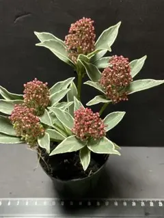 2025年最新】スキミ マルローの人気アイテム - メルカリ