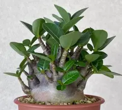 極美/ドワーフ/超極太 】アデニウム ゴット タン トン タコ足 鉢植え①
