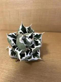 アガベ チタノタ ノーネーム 中株 2株 オテロイ fo-076 - メルカリ