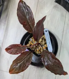 Homalomena sp. "Kuta Malaka"　カフェグラスのサムネイル