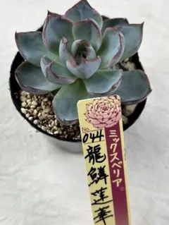 2025年最新】龍鱗蓮華の人気アイテム - メルカリ