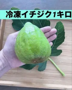 ✨実付きイチジク苗桝井ドーフィン✨ - メルカリ