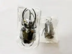 コーカサスオオカブト 昆虫標本 ペア マレーシア 自由研究 - メルカリ