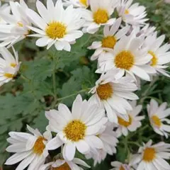 2026年最新】菊苗ピンク抜き苗の人気アイテム - メルカリ