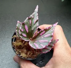 原種ベゴニア / ベゴニア ネグロセンシスBegonia negrosensis - メルカリ