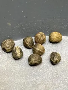 2025年最新】ギラウミニアナ種子の人気アイテム - メルカリ