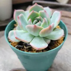 鬼ヶ城 エケベリア百物語 オーズプランツ O'S PLANTS 命名株 多肉植物