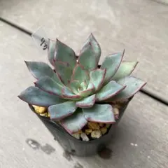 リガ　多肉植物
