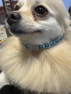 犬用ネックレス 青いパール風ビーズ