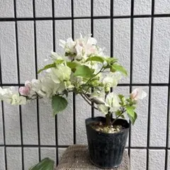 ブーゲンビリア） ピンクホワイト系 花付き・つぼみ付き - メルカリ