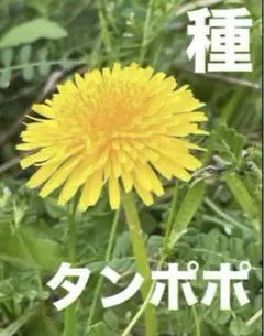 ぽぷこ様 リクエスト 2点 まとめ商品