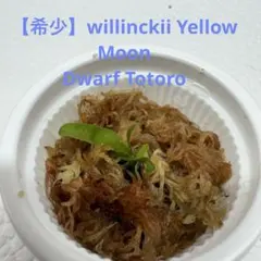 【希少】willinckii Yellow Moon Dwarf Totoroのサムネイル