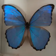 2026年最新】蝶の標本の人気アイテム - メルカリ