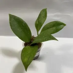 ホヤ　オブスクラ　⑤