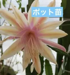 クジャクサボテン スカーレットオハラ抜き苗1本　大株　来春開花予定株 クジャクサボテン スカーレットオハラ抜き苗1本 大株 来春開花予定株