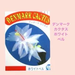 デンマークカクタス 雪うさぎ 発根済み株 A - メルカリ