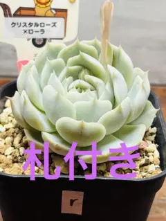 2026年最新】ファームパルクさん苗の人気アイテム - メルカリ