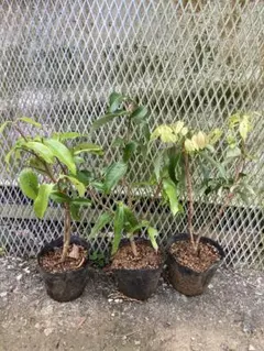 レイシ ライチ 取り木苗 台湾玉荷苞 - メルカリ