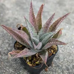 2025年最新】マンフレダの人気アイテム - メルカリ