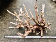 XM-525 ブランチウッド 流木 マシンガンウッド アクアリウム 沈水確認