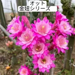 多肉植物 花サボテン 金紐シリーズ 二色 (カキコ.根がない) - メルカリ