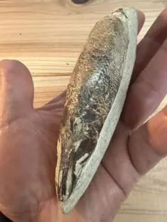 ラコレピス 古代魚 原石 鑑賞石 自然石 天然石 鉱石 鉱物 水石 置物 2026年最新】ラコレピスの人気アイテム - メルカリ