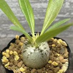 2025年最新】恵比寿笑いの人気アイテム - メルカリ