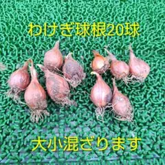 あつこ様 リクエスト 6点 まとめ商品