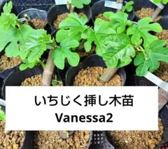 2026年最新】イチジク穂木の人気アイテム - メルカリ