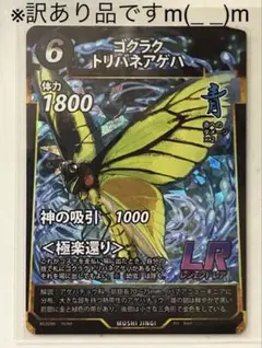 ゴクラクトリバネアゲハ