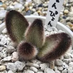 メルカリ便発送&ロウルサンコさんラベル付き☆多肉植物 アロエ 苺怪獣 メルカリ便発送&ロウルサンコさんラベル付き☆多肉植物 アロエ