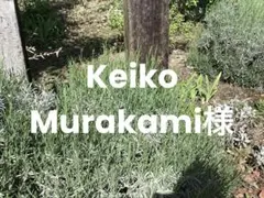 ラベンダーグロッソ　Keiko Murakami様 ラベンダーグロッソ Acallypha様 - メルカリ