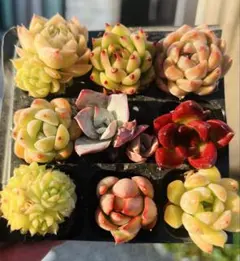 多肉植物 サボテン ランポー錦の種子 種子 20粒 新入荷 - メルカリ