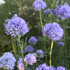 ギリア レプタンサ　ブルー　花の種