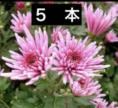食用菊　もってのほか　5本　無農薬 （小さなワイルドストロベリー苗おまけ付）のサムネイル