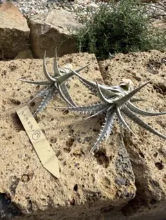 cori-camp様 リクエスト 2点 まとめ商品