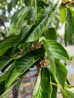 バラ科サクラ属サクラ亜属 桜 落葉広葉樹 - メルカリ