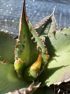 2025年最新】アガベトトロの人気アイテム - メルカリ