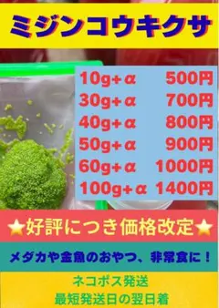 【 ミジンコウキクサ 50g+α】 水草 メダカ 浮き草 エサ 餌のサムネイル