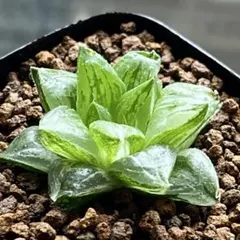 多肉植物 ハオルチア 新氷砂糖錦 鮮明錦 極上斑 - メルカリ