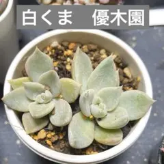 2026年最新】優木園の人気アイテム - メルカリ