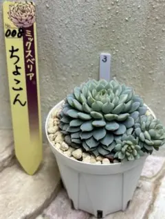 多肉植物　ミックスベリア 3 ちょこん　おらいさん苗　札なし　抜き苗　葉挿し