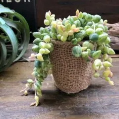 〇ポットごと♡希少♡エンジェルティアーズ♡天使の涙♡斑入りピーチネックレス♡のサムネイル