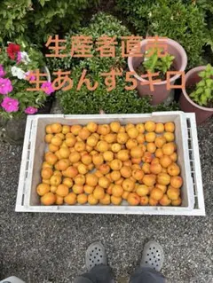 信州千曲市森産生あんず5キロのサムネイル