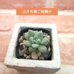 ぶきち様ご依頼分 羽二重餅 多肉 多肉アン