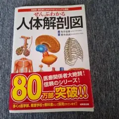 人体解剖図